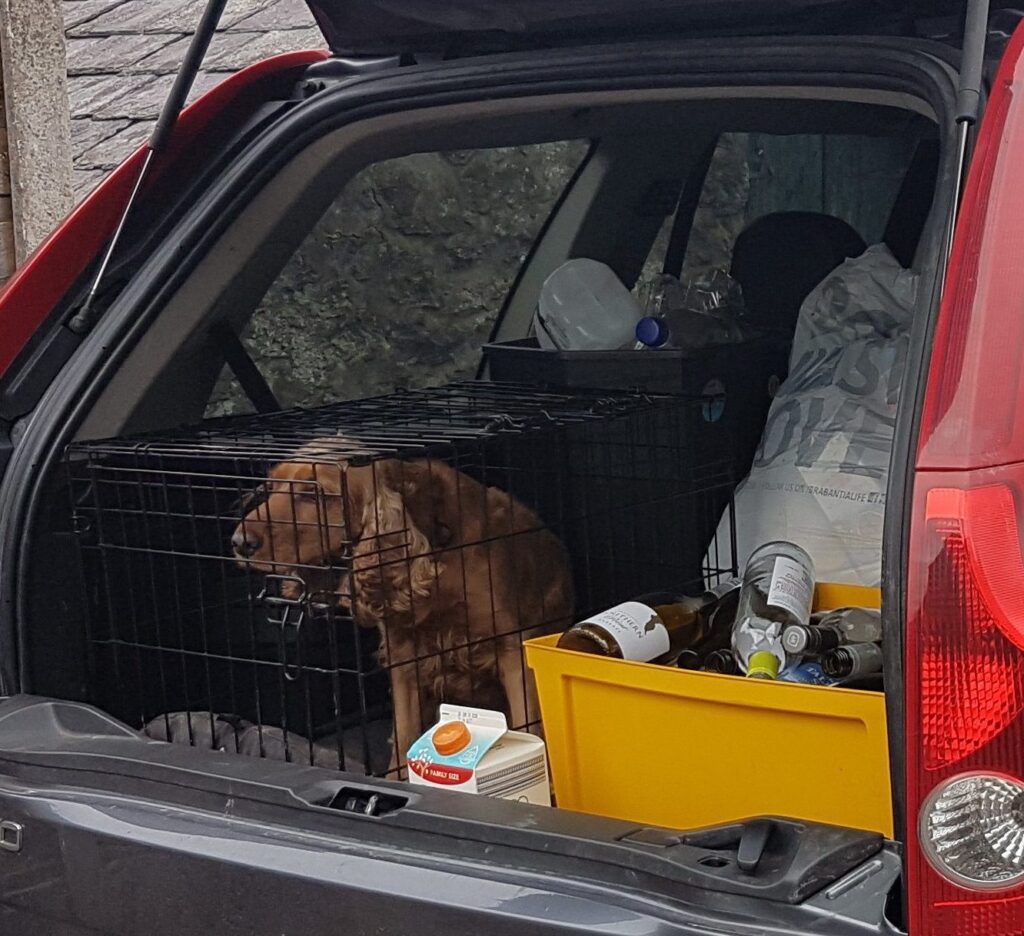 Rescued dog after keys locked in car accidentally in Leeds.