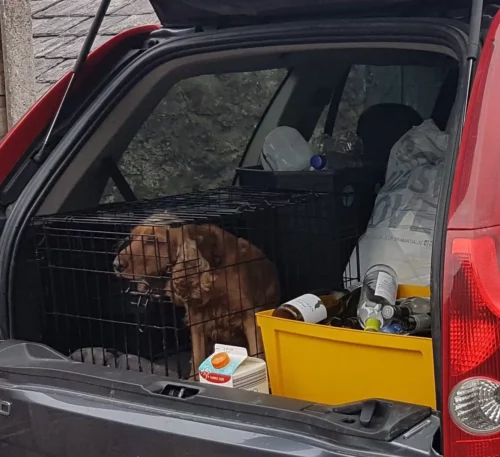 An emergency auto locksmith safely picking open a car boot to rescue a dog trapped inside with the keys in Leeds.